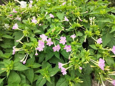 Mirabilis longiflora yaprakları Himachal Pradesh Hindistan 01 ormanında