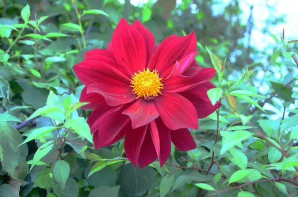 Himachal Pradesh 1235 'teki ev bahçesinde tek kırmızı gül ve geyik yaprakları.