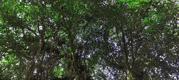 Himachal Pradesh, Hindistan 02 Manzarası 'ndaki ormandaki kutsal incir ağacı. 