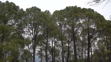 Çam Ağacı Yaprakları manzarası rüzgarla birlikte akıyor Pradesh 11 Hindistan