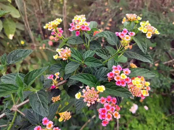Hamirpur Distt ormanında Batı Hint lantana çiçeği. Himachal pradesh Hindistan 