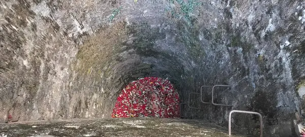 Himachal Pradesh 12 ormanında açan pembe rhododendron çiçekleri.