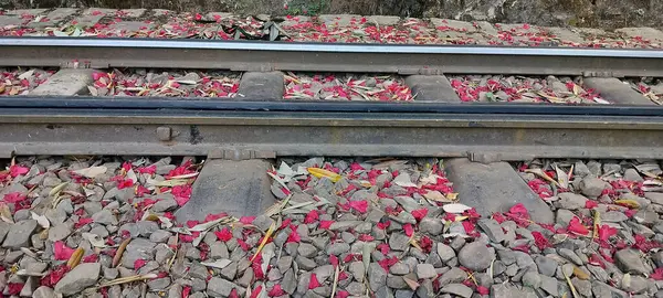 Himachal Pradesh Hindistan 01 ormanındaki tren yolunda açan pembe rhododendron çiçekleri.