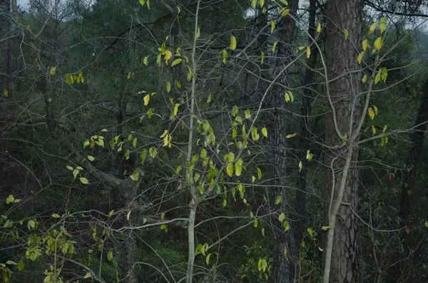 Akşam vakti Orman Manzarası Işık Himachal Pradesh 108