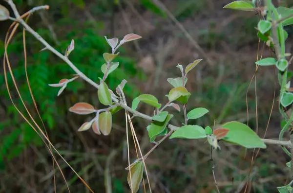Akşam vakti ormanın manzarası aydınlık himachal pradesh 116