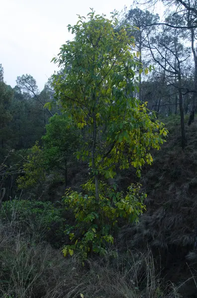Akşam vakti ormanın manzarası aydınlık himachal pradesh 120