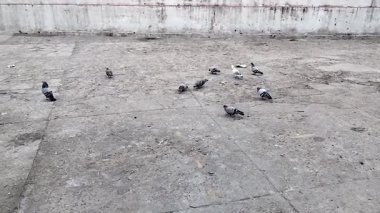 Bu video hamirpur himachal pradesh Hindistan 'da kaydedilmiştir. 