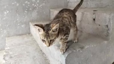 Bu video hamirpur himachal pradesh Hindistan 'da kaydedilmiştir. 