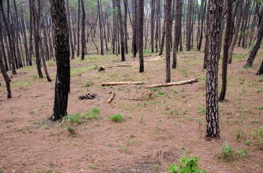 Hadpur 'daki çam ağacı ormanının manzarası Himachal Pradesh Hindistan 103