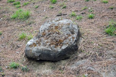 Himachal Pradesh Hindistan 10 ormanındaki tek büyük taş.