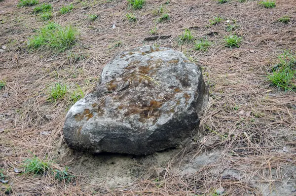 Himachal Pradesh Hindistan 10 ormanındaki tek büyük taş.