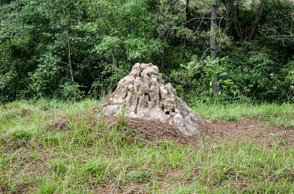 Ormanın ortasında yılan tatlı ev Himachal Pradesh Hindistan 025