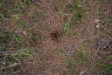 Dağdaki ağaç ve evler, Dharamshala, Himachal Pradesh, Hindistan 05