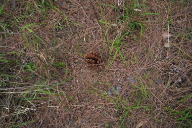 Dağdaki ağaç ve evler, Dharamshala, Himachal Pradesh, Hindistan 05