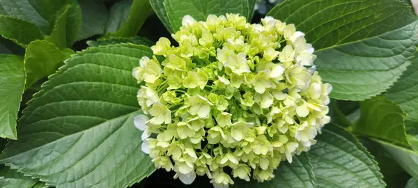 Hamirpur, Himachal Pradesh Hindistan, Asya 'daki Cork County' den Ballycotton 'da ortanca çiçeği.