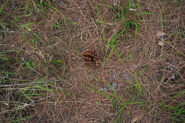 Dağdaki ağaç ve evler, Dharamshala, Himachal Pradesh, Hindistan 05