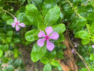 Bu resim, Hadpur Place 361 'deki evimizin bahçesinde bulunan menekşe çiçeğini içeriyor.