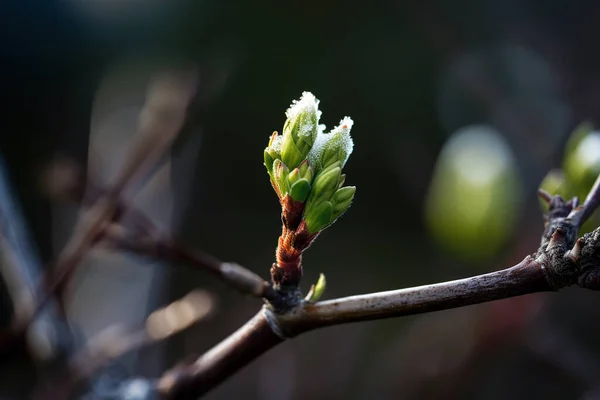 Rügyek Zöld Levelek Többi Homályos Háttérrel Tavaszi Téma Tapéta — Stock Fotó