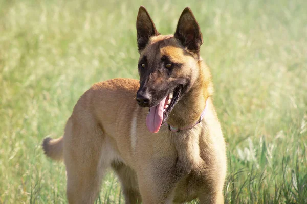 Malinois Hund Bellen Kopf Offenes Maul Hintergrund Reinrassiger Hund — Stockfoto