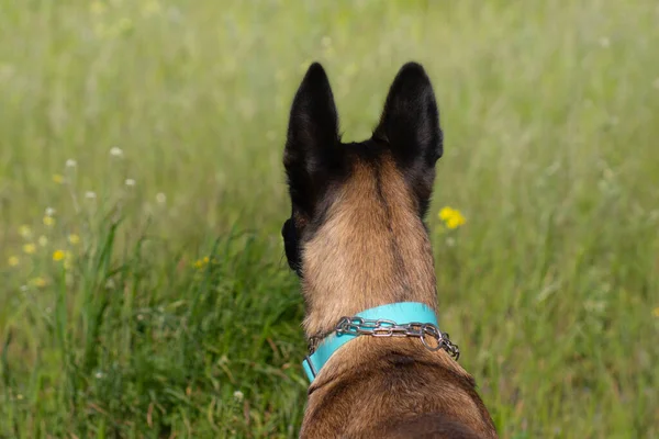 青い襟に赤いマリノイ犬の頭 背中からの眺め 緑の草の背景に — ストック写真