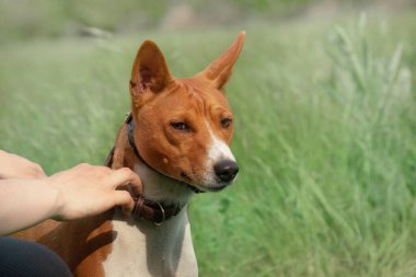 Kırmızı bir Basenji köpeği kafası ve yeşil çimenlerin arka planında sahibinin eli.