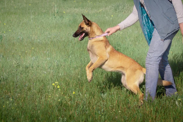 所有者の手を上げ 緑の草を背景にマリノスの赤い犬を訓練します 犬に対する服従と攻撃 — ストック写真