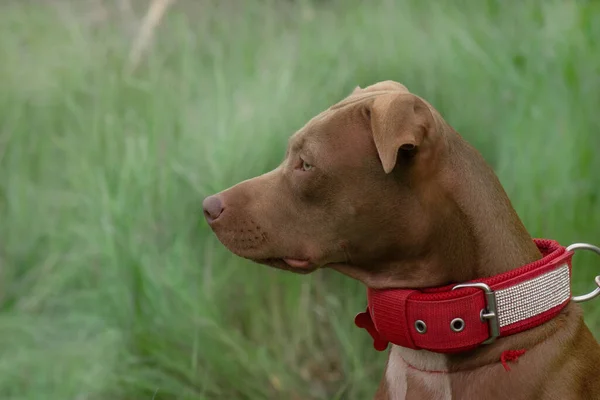 レッド ドッグの頭部のプロフィール緑の草を背景に赤い襟のスタッフォードシャー テリア — ストック写真