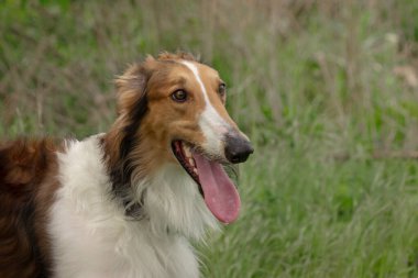 Kırmızı köpek, Rus tazısı, borzaya, borzoi, tazı, portre, yakın plan, yeşil otların arka planında..