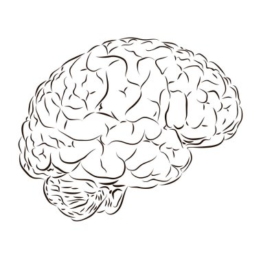 Siyah beyaz insan beyninin yan görüntüsü. Anatomi konsepti.