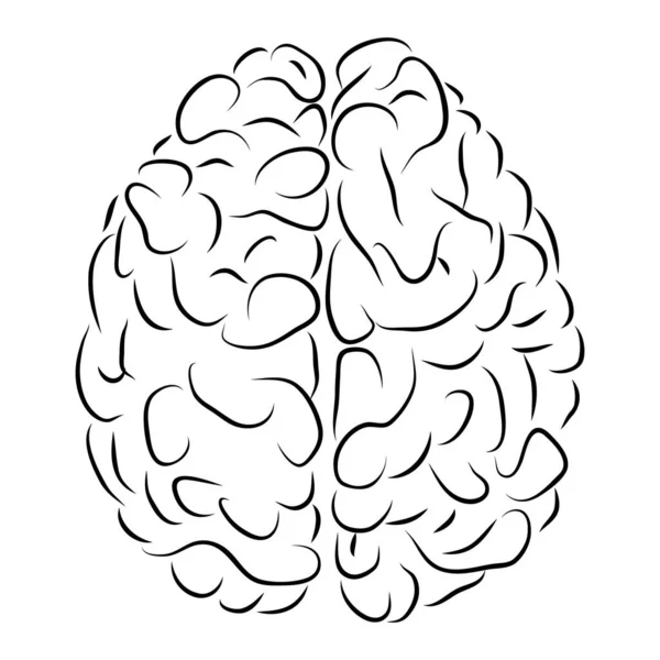 Vista Superior Del Cerebro Humano Blanco Negro Concepto Anatomía — Vector de stock