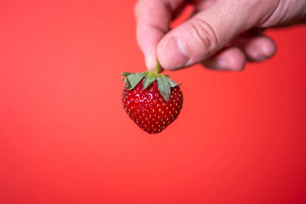 Die Hand Eines Mannes Hält Eine Erdbeere Auf Rotem Grund — Stockfoto