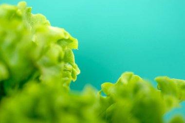 Yeşil arka planda marul yaprağı ve metin için boşluk. Sağlıklı ve vejetaryen gıda kavramı.