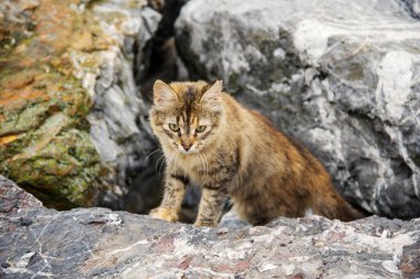 Yumuşak kahverengi bir kedi kayaların üzerinde duruyor ve avını arıyor. Hayvanlar Dünyası.