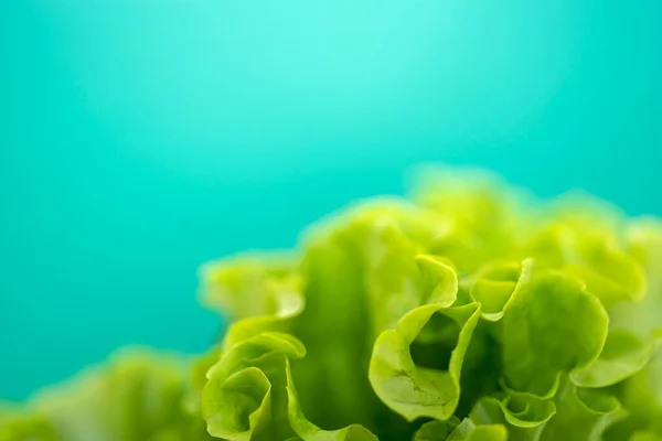绿色背景上的莴苣叶 有文字空间 健康素食的概念 — 图库照片