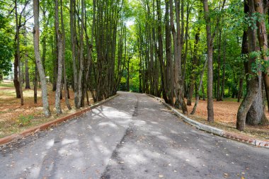 Sonbaharın başlarında ağaçlarla kaplı güzel bir yol. Yolculuktaki yol kavramı.
