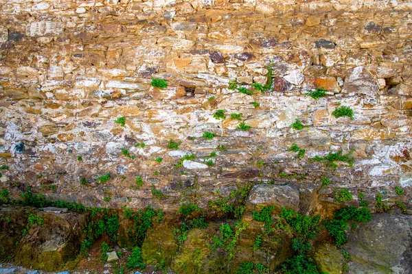 在挡土墙中种植植物 在干燥的石墙中园艺 石材和植物的质感 — 图库照片