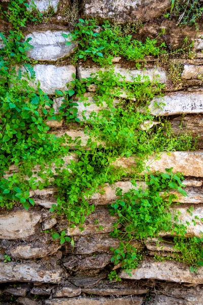 Planting plants in retaining walls. Gardening in a dry stone wall. The texture of stone and plants.