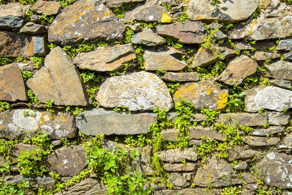 植物を擁壁に植えます 乾燥した石の壁にガーデニング 石や植物の質感 — ストック写真