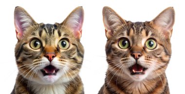 Beyaz arka planda bir grup sürpriz kedi. Sevimli ve şaşırmış hayvan kavramı.