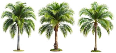 Beyaz arka planda hindistan cevizi palmiyesi. Bitki ve çiçek kavramı.