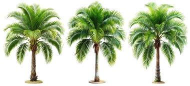 Beyaz arka planda hindistan cevizi palmiyesi. Bitki ve çiçek kavramı.