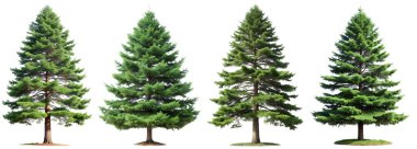 Beyaz arka planda bir demet yeşil ladin ağacı. Bitki ve çiçek kavramı.