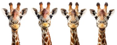 Beyaz arka planda bir grup zürafa yüzü. Hayvan konsepti.