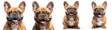 Beyaz arka planda bir grup Fransız bulldog. Sevimli ve evcil hayvan konsepti.