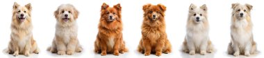 Beyaz arka planda bir grup farklı köpek. Sevimli ve evcil hayvan konsepti.