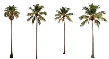İzole edilmiş beyaz arka planda bir palmiye seti. Set ve dekorasyon kavramı.