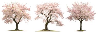 Beyaz arka planda güzel çiçek açan sakura ağaçları. Bitkiler ve çiçekler konsepti.