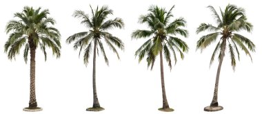 İzole edilmiş beyaz arka planda bir palmiye seti. Set ve dekorasyon kavramı.