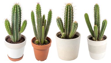 Beyaz arka planda yeşil kaktüs, koleksiyon. Bitki ve çiçek kavramı.