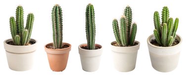 Beyaz arka planda yeşil kaktüs, koleksiyon. Bitki ve çiçek kavramı.